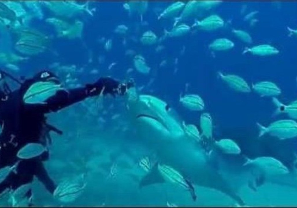 Diver Swims With Tiger Sharks