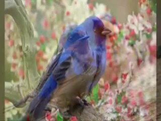 Demet Akalın •♥•NE BÜYÜK AŞK•♥•