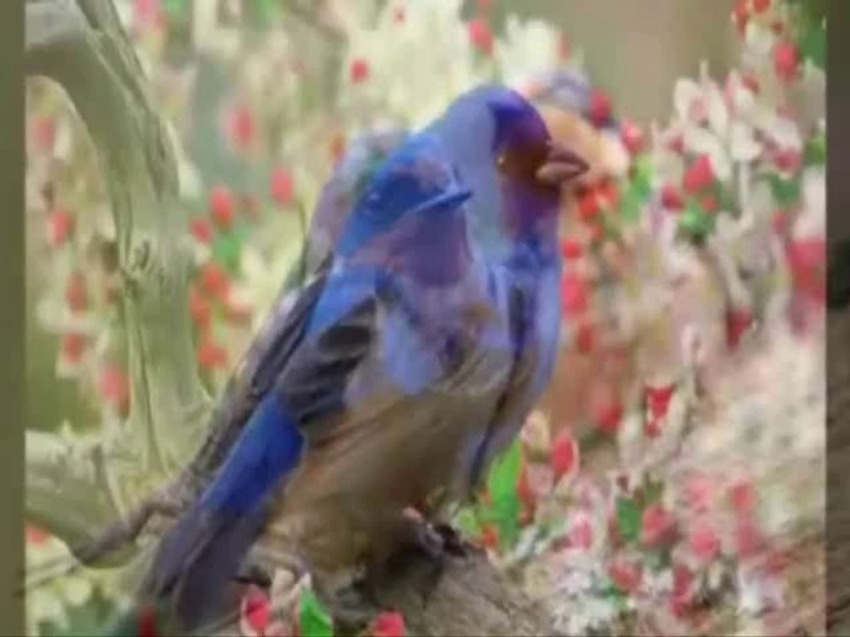 Demet Akalın •♥•NE BÜYÜK AŞK•♥•