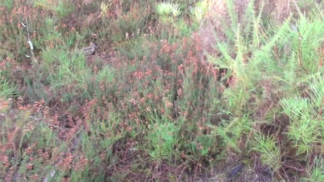 Diabolo des Collines de l'Izars, saison bécasse 2013 / 2014 (1ère partie).