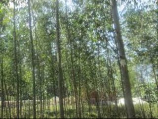 SAFEDA MOTA NAHE HO RAHA CALL FROM ENGLAND DR.ASHRAF SAHIBZADA