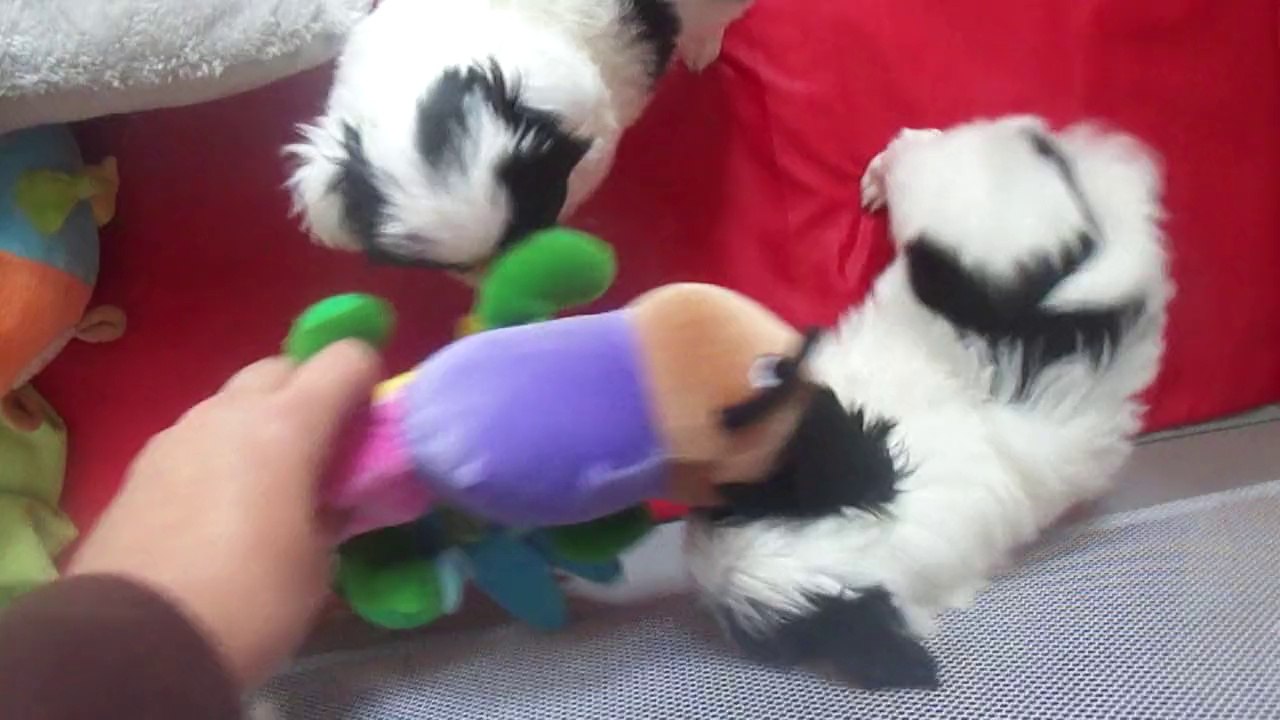 M4H04661 Jade et Jeannette 7 semaines