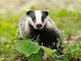 BBC Radio 4 - Farming Today, Media blackout on badger cull 14May14