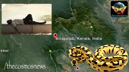 Python eats drunk man alive in India watch video.