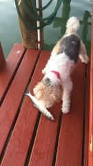 Küçük bir Balık bir Köpeği nasıl böyle korkutabilir?