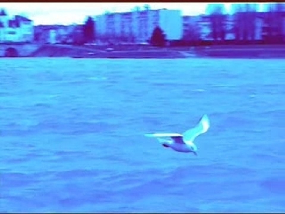 Mouette