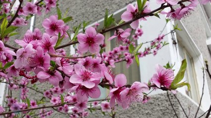 Samsung Galaxy S4 Review  one year later