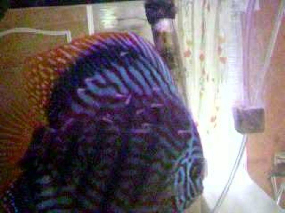 Photo 074