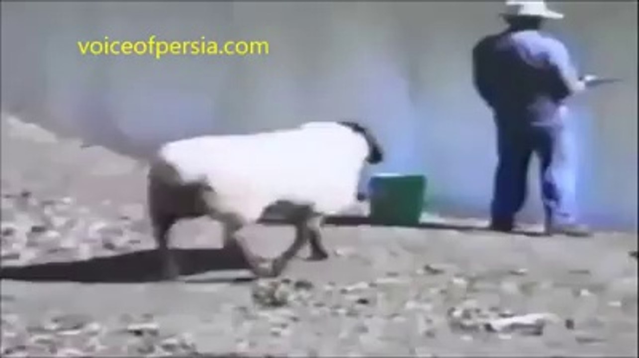Angry Goat Hits A Man.