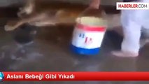 Aslanı Bebeği Gibi Yıkadı