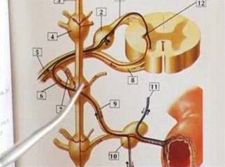 Intercostal Blood Vessels and Nerves