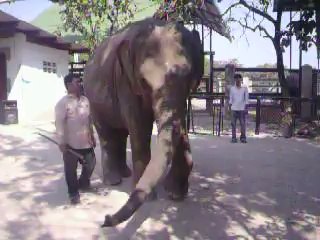 Funny Video,Dance With Me, Cute Elephant, Phnom Tamao,Cambodia