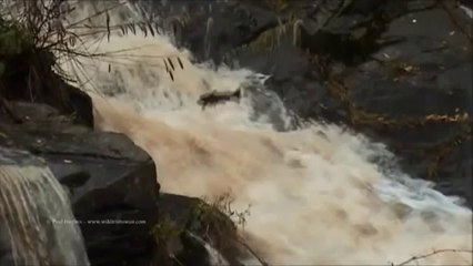 ☤ Physiká For Future Tesla's ☤ _ Viktor Schauberger - Trout Turbine Technology