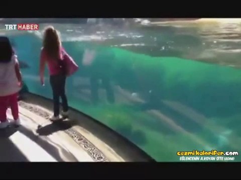 'Aaa Kız Düştü Ya Lan' Tepkisi Veren Deniz Arslanı