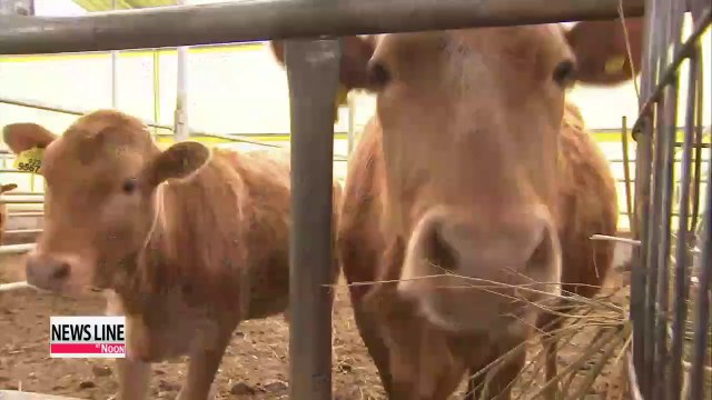 Korea regains status as foot-and-mouth disease-free nation