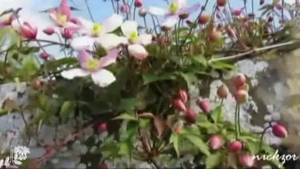 Ferhat Göçer - Yalan