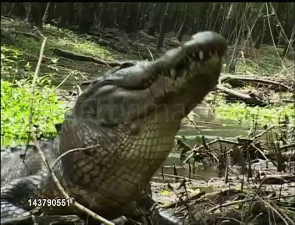 Un alligator d'Amérique dévore une tortue !