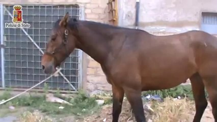 Gela (CL) - Trovati due cavalli feriti e malnutriti (28.05.14)