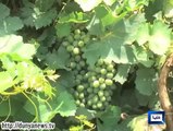 Cold Regions Fruit Grapes, Now in Warm Area Like Rahim Yar Khan