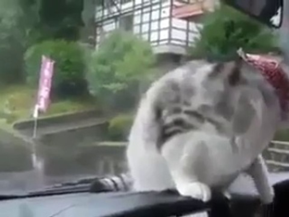 Cat playing with car viper