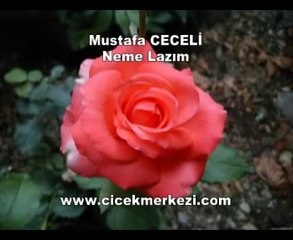 Mustafa CECELİ - Neme lazım