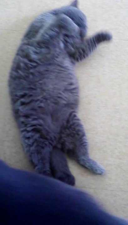 Hestia roulé boulé