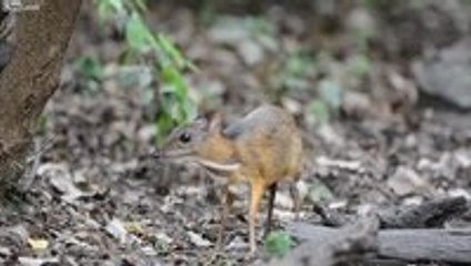 The Mouse Deer