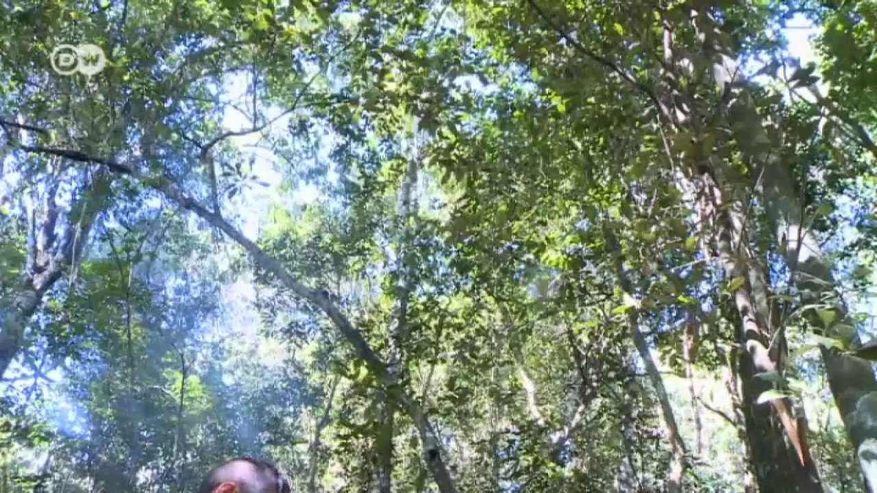 Indigene Aché: Mit altem Wissen den Sojaproduzenten trotzen |