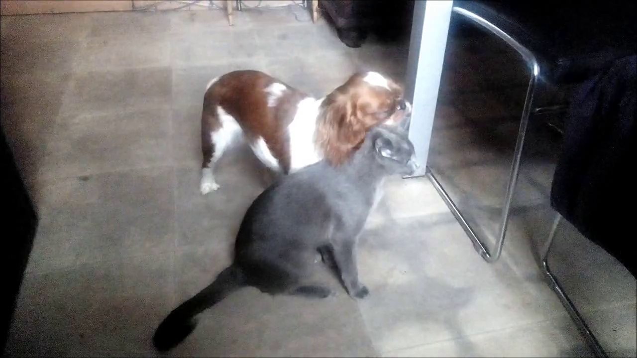 Mirabelle et Moustique : Tu viens jouer avec moi ?