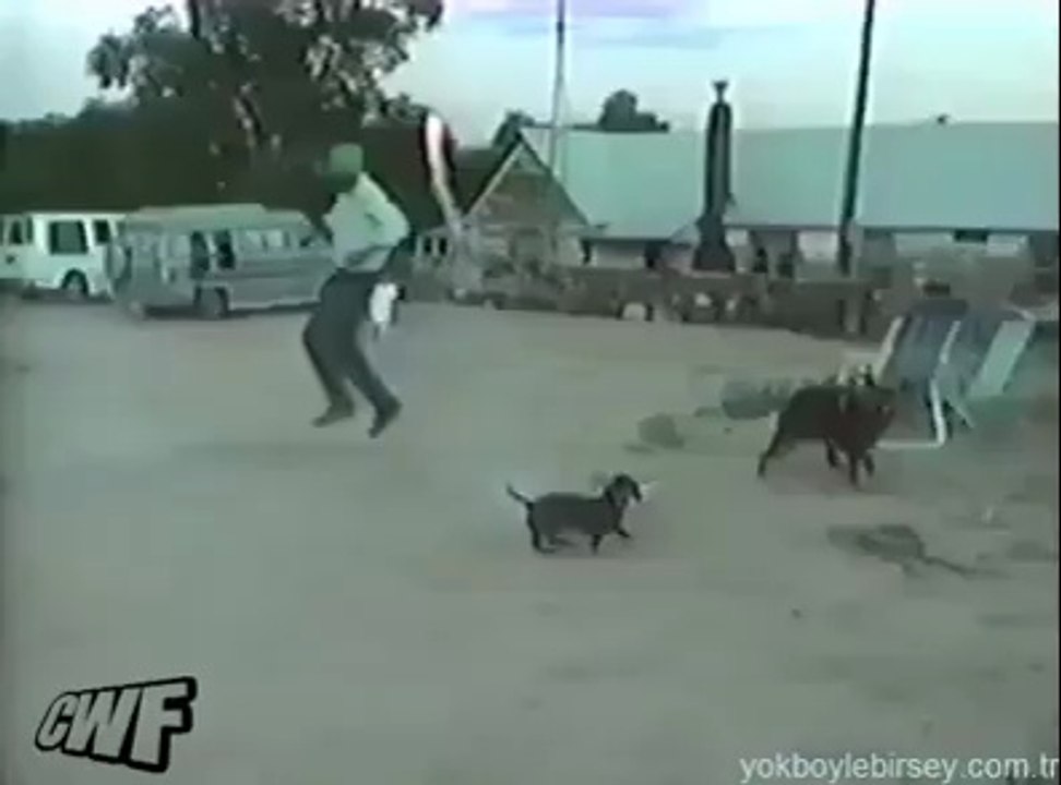 Cidden çok zeki bir köpek bu :D