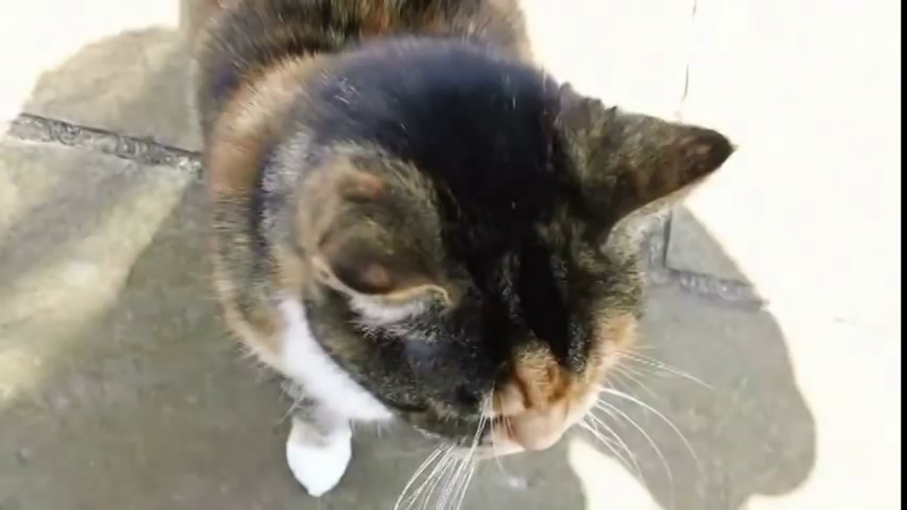 Katze mit tiefer Stimme