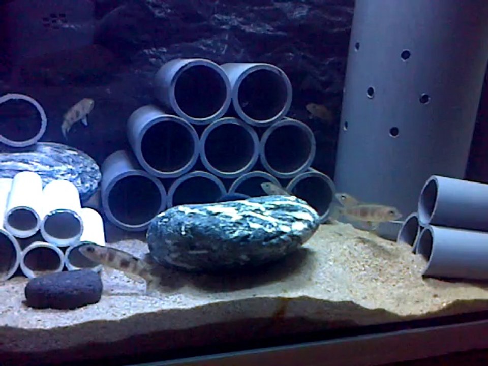 Jeunes Tanganyika 2014 N°2