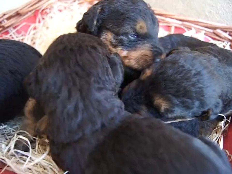 bébés airedale