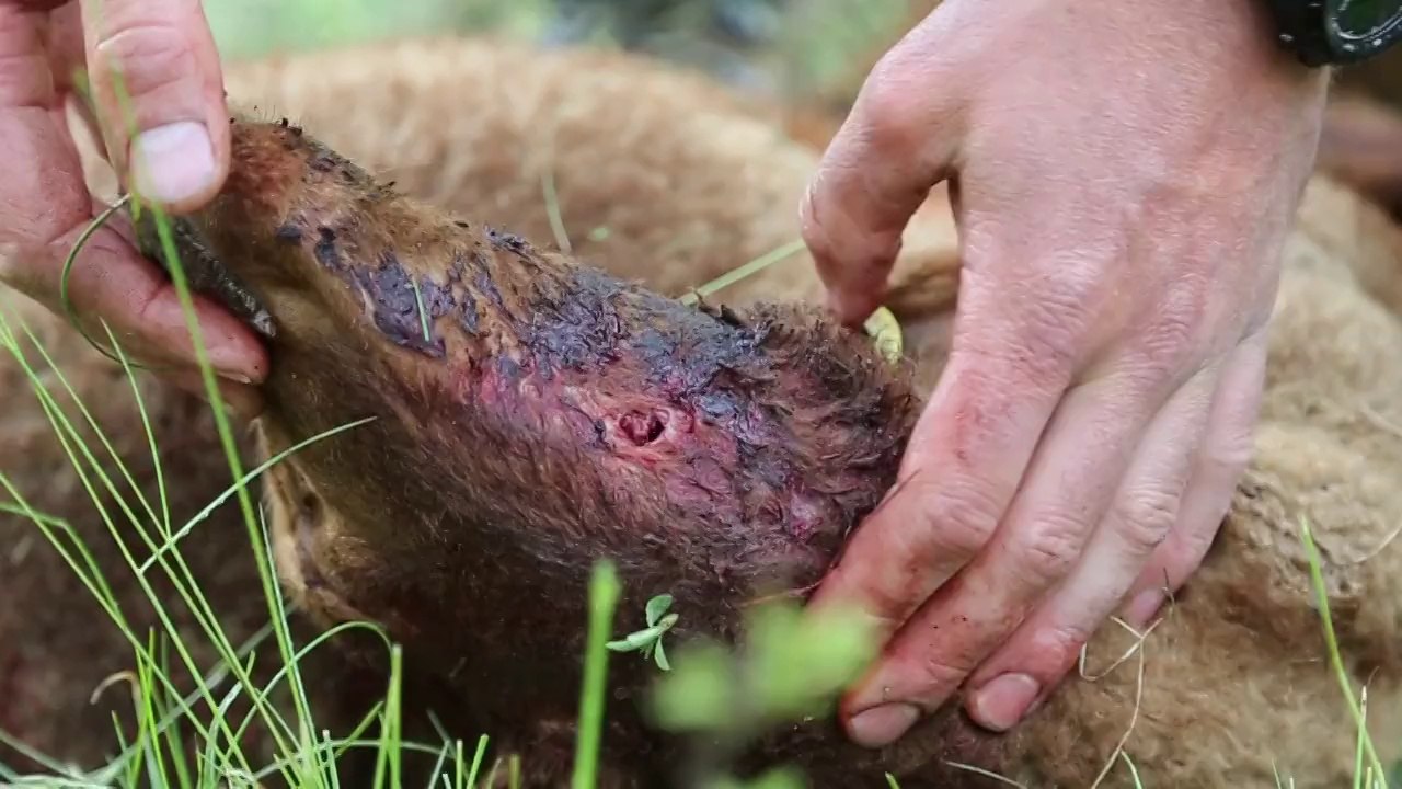 Dix brebis égorgées dans les Alpes, un éleveur accuse le loup