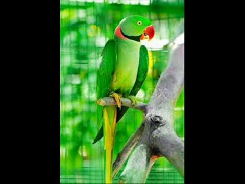 Ring neck tota pait loose elaj by Dr.Ashraf Sahibzada