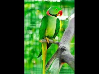 Ring neck tota pait loose elaj by Dr.Ashraf Sahibzada