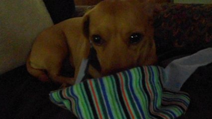 Wakey Wakey Nana Bug