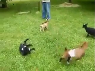 Birdiri Bir Oynayan Keçi FM HABER