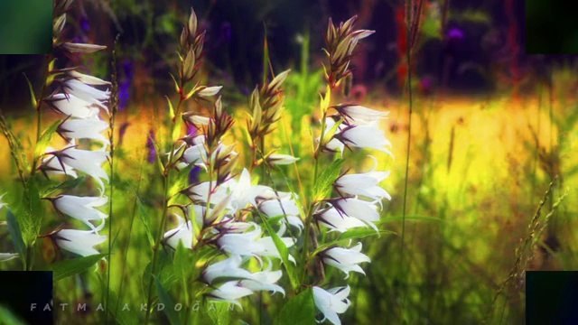 ERDAL ERZİNCAN-MEDET