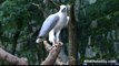 White-bellied Sea Eagle in Zoo