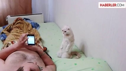 Rusya Milli Marşı'nda Hazır Ola Geçen Kedi