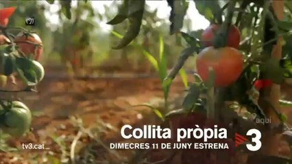 TV3 - A partir de l'11 de juny - TV3 estrena "Collita pròpia", amb Lídia Herèdia