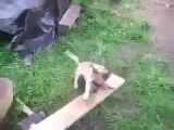 Catapulte de balle pour chien