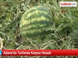 Adana'da Turfanda Karpuz Hasadı