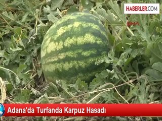 Adana'da Turfanda Karpuz Hasadı