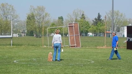 Dressage Canin 1