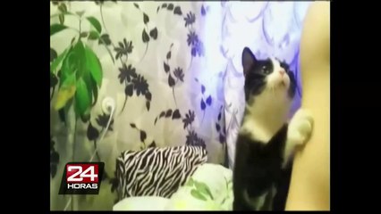 VIDEO: gato que juega Jenga sin derrumbar la torre causa furor en YouTube