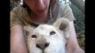 White Lion Cub Chews on His Foot