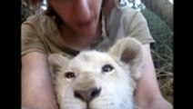 White Lion Cub Chews on His Foot