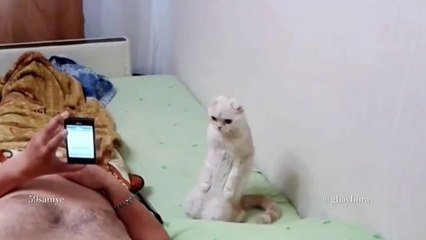 rus milli marşını duyunca hazırola geçen kedi